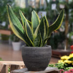 Sanseveria
